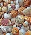 梦见海鲜贝壳