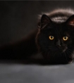 梦见黑猫