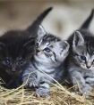 梦见猫生小猫