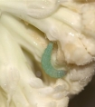 梦见青虫