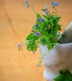 梦见草药
